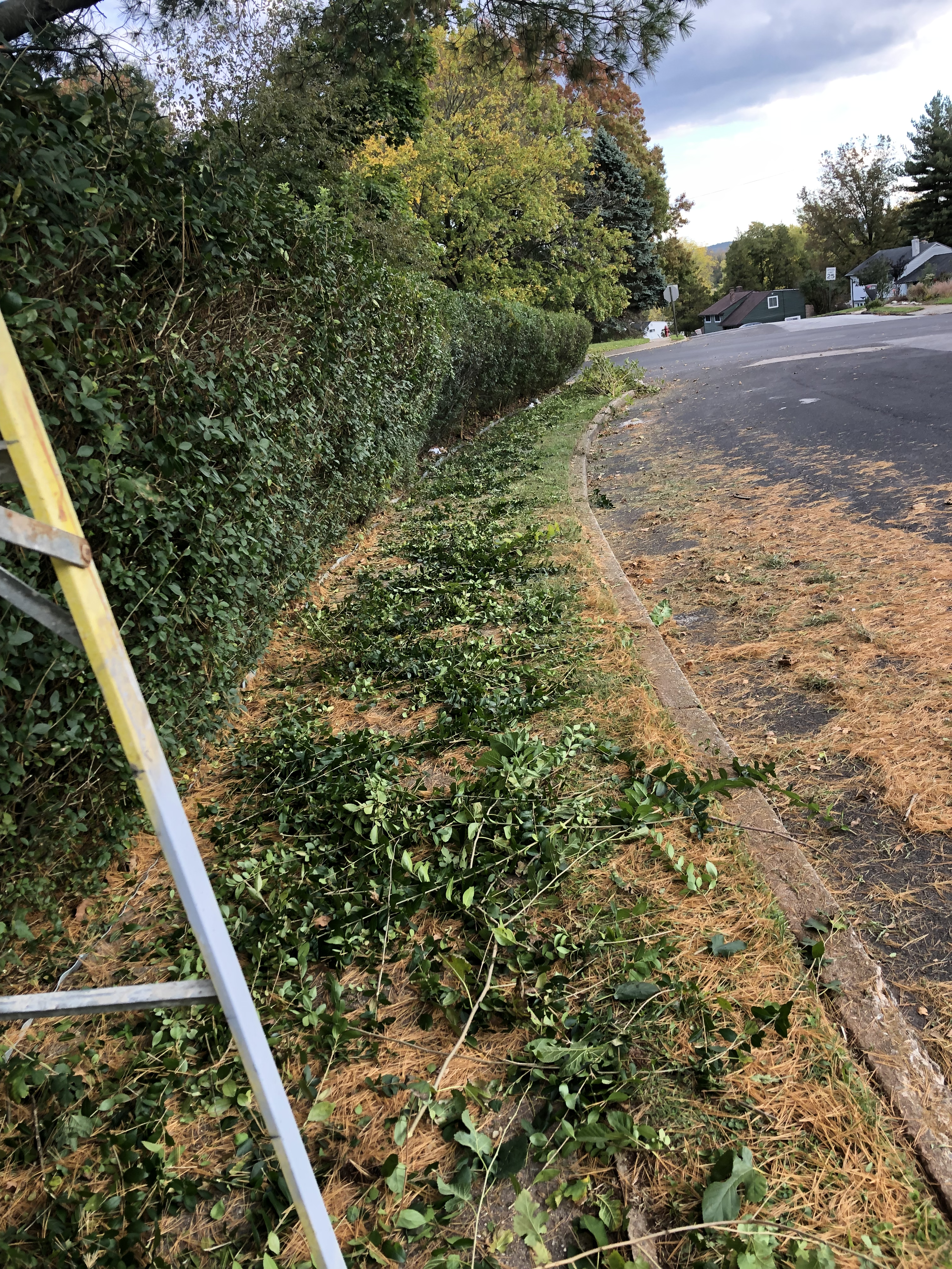 Hedge pruning